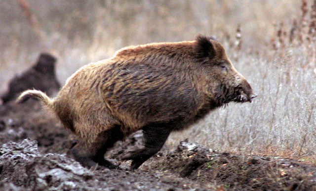 Risultati immagini per cinghiale inferocito