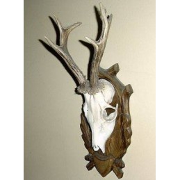 Trofeo di capriolo in bianco