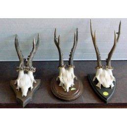 Trofeo di capriolo in bianco
