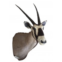 Trofeo di ORICE tassidermizzato