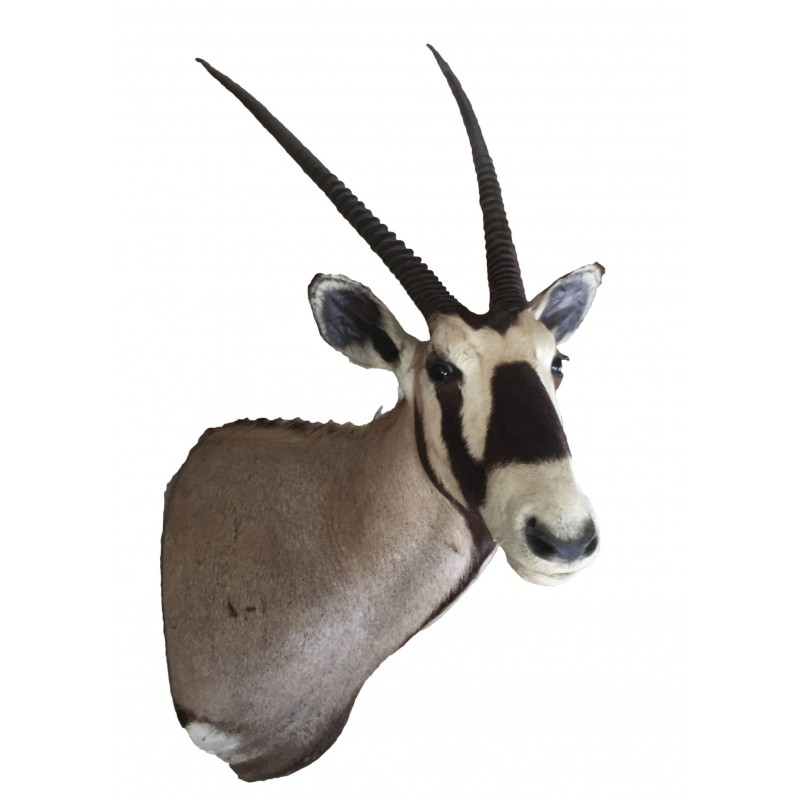 Trofeo di ORICE tassidermizzato