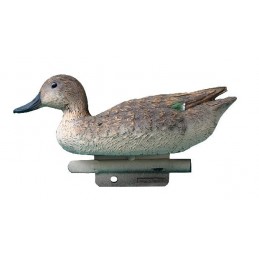 Stampo alzavola femmina