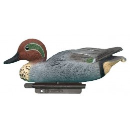 Stampo alzavola maschio