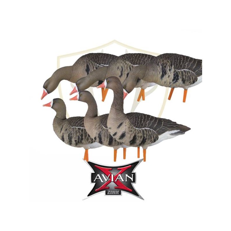 KIT stampi Avian-X Oca Lombardella Full Body 9014 KIT stampi Avian-X Oca Lombardella Full Body 9014