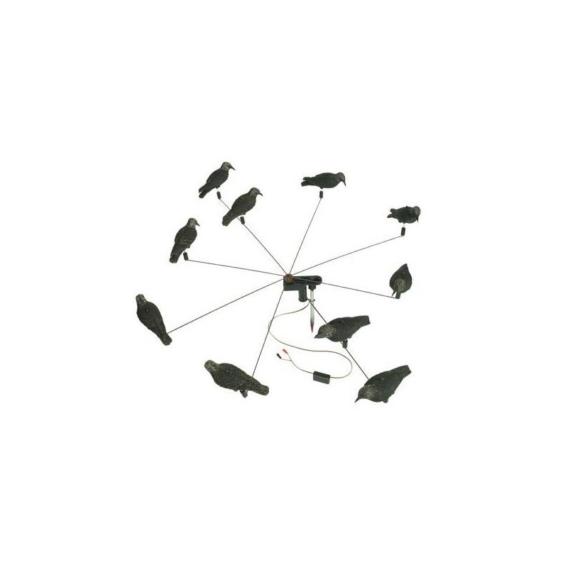 Giostra a 8 storni in pastura