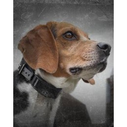 Collare anti abbaio SportDog No Bark Collare anti abbaio SportDog No Bark