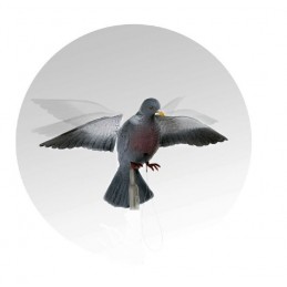 Colombaccio ali battenti German manuale Colombaccio ali battenti German manuale