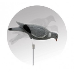 Colombaccio floccato beccante German manuale Colombaccio floccato beccante German manuale