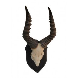 Trofeo di red Hartebeest 03