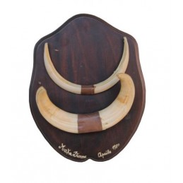 Trofeo di facocero 03