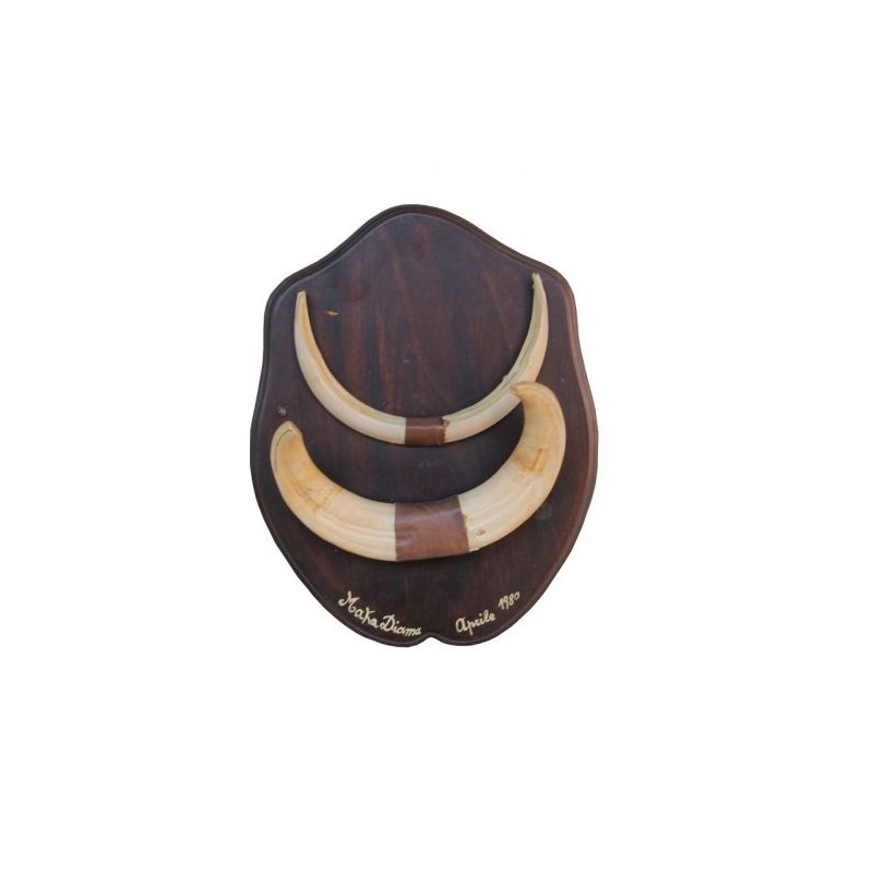 Trofeo di facocero 03