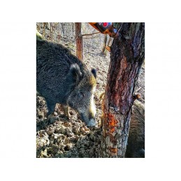 Catrame vegetale per cinghiali Black Fire - 6X