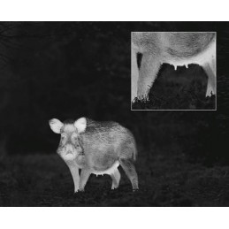 Termocamera Zeiss DTI 3/25