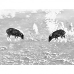 Visore termico Steiner Nighthunter H35