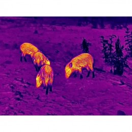 Visore termico Steiner Nighthunter H35