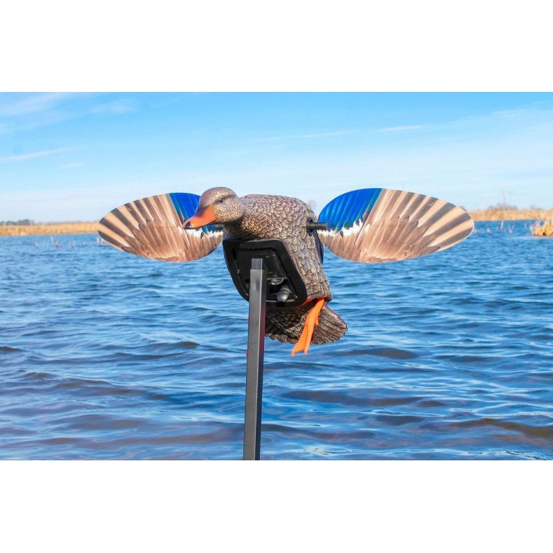 MOJO® Elite Series™ Mini Mallard Hen - mini germano femmina MOJO® Elite Series™ Mini Mallard Hen - mini germano femmina