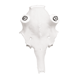 Teschio artificiale daino