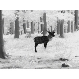 Termocamera da osservazione Leica Calonox 2 View LRF