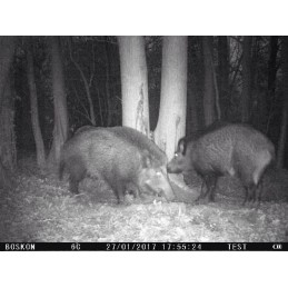 Catrame vegetale per cinghiali 3 Kg