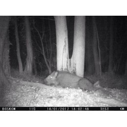 Catrame vegetale per cinghiali 3 Kg