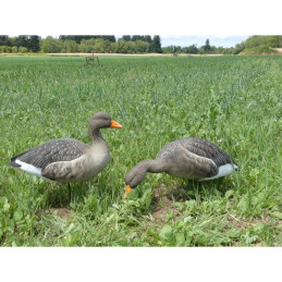 KIT 6 Pz FINAL APPROACH DI STAMPI OCA SELVATICA