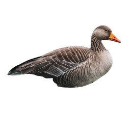 SET DA 12PZ DI STAMPO 2D OCA SELVATICA SET DA 12PZ DI STAMPO 2D OCA SELVATICA