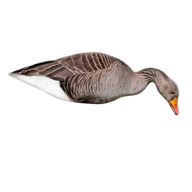 SET DA 12PZ DI STAMPO 2D OCA SELVATICA SET DA 12PZ DI STAMPO 2D OCA SELVATICA