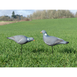 SET DA 12PZ STAMPO COLOMBACCIO SET DA 12PZ STAMPO COLOMBACCIO