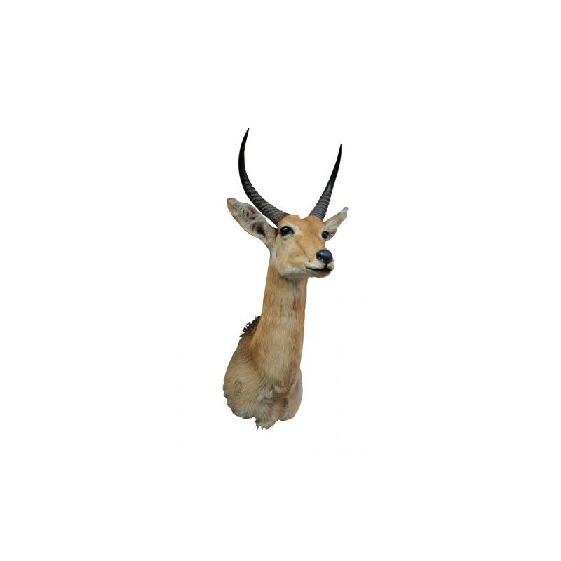 Trofeo di Common Reedbuck tassidermizzato Trofeo di Common Reedbuck tassidermizzato
