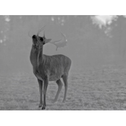 Monoculare Termico Guide TD433L Monoculare Termico Guide TD433L