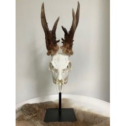 Supporto per trofeo di capriolo o camoscio RUSTY