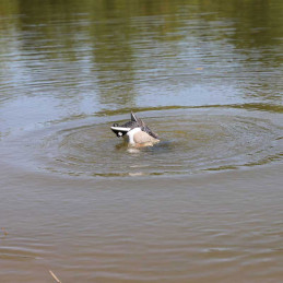 Stampo affondante Mojo Outdoors Mallard Machine