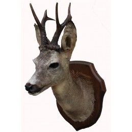 Trofeo di capriolo 02 tassidermizzato