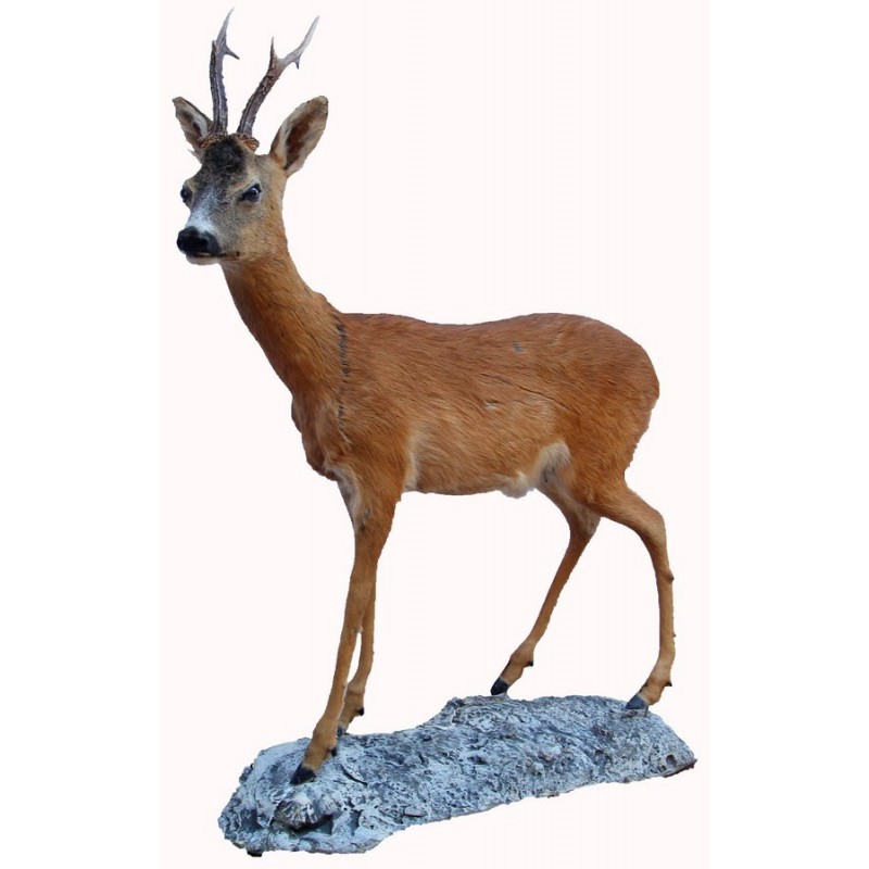Capriolo tassidermizzato intero Capriolo tassidermizzato intero