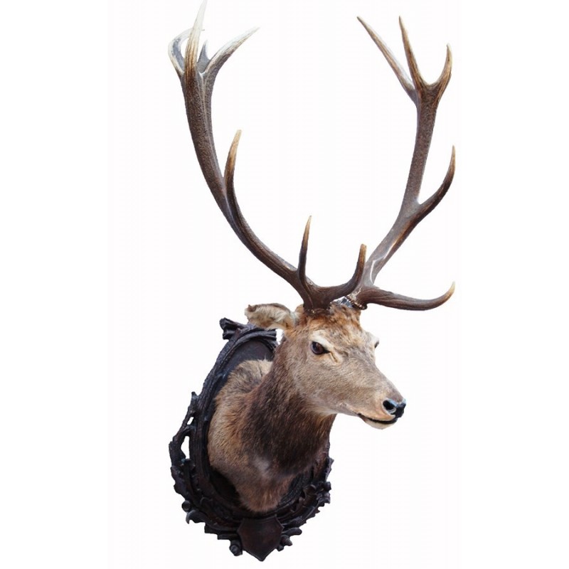 Trofeo di cervo tassidermizzato 02