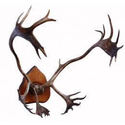 Antico trofeo di Caribou