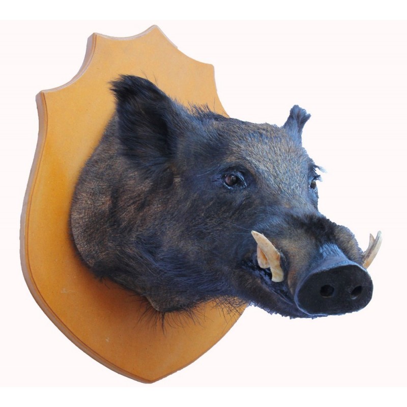 Grande trofeo di cinghiale tassidermizzato