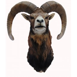 Trofeo di muflone tassidermizzato