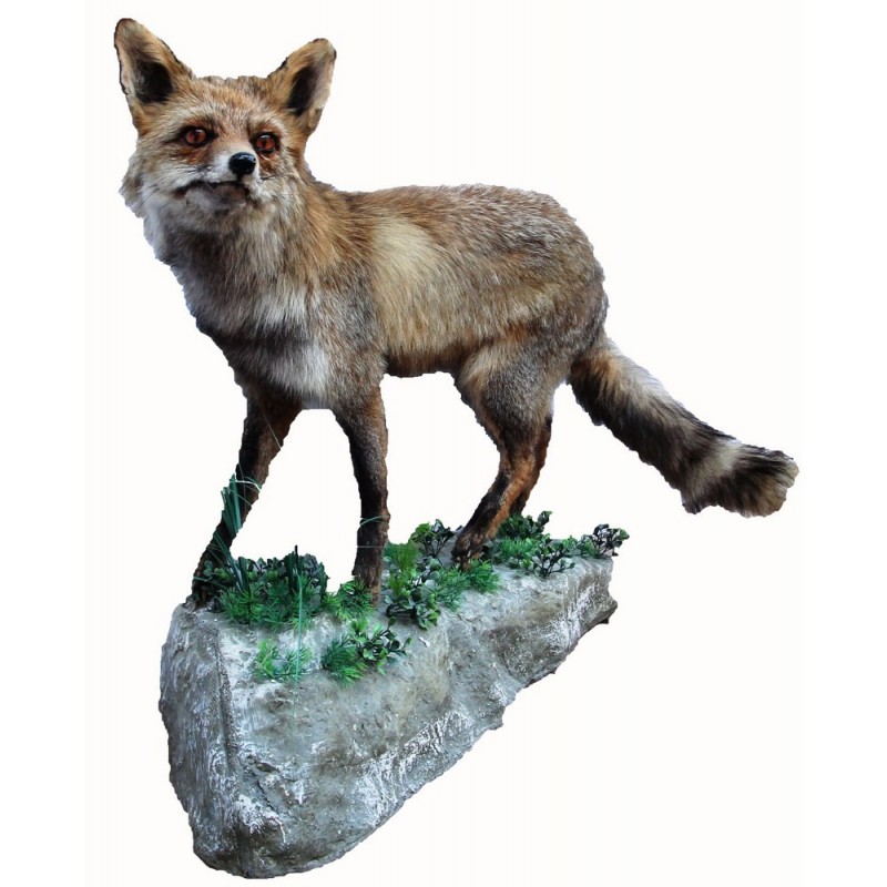 Volpe tassidermizzata 02 Volpe tassidermizzata 02