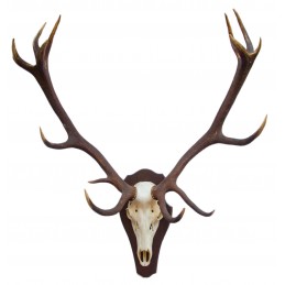 Trofeo di cervo medaglia kg 10