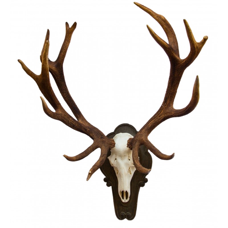 Trofeo di cervo medaglia kg 11,2