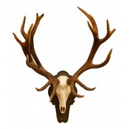 Trofeo di cervo medaglia kg 11,2