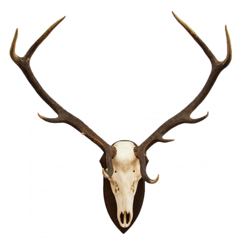 Trofeo di cervo 6,1 Kg Trofeo di cervo 6,1 Kg