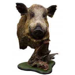 Trofeo di cinghiale tassidermizzato su piedistallo