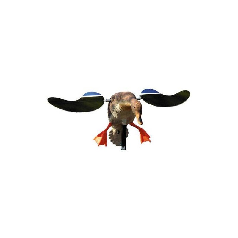 Mojo Baby Hen germano femmina Mojo Baby Hen germano femmina