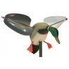 Mojo Wind Germano maschio