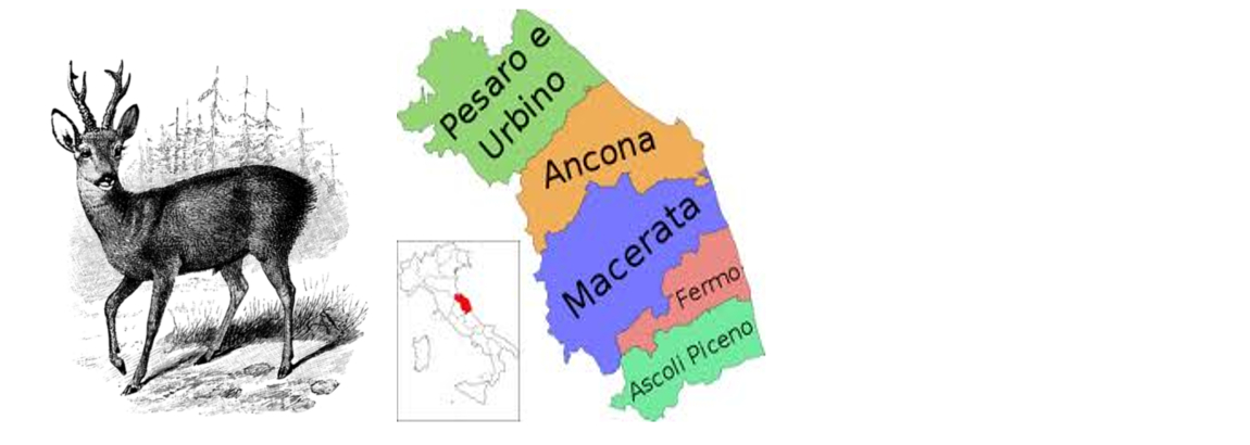 Marche: coordinamento provinciale di Macerata contro la caccia al capriolo