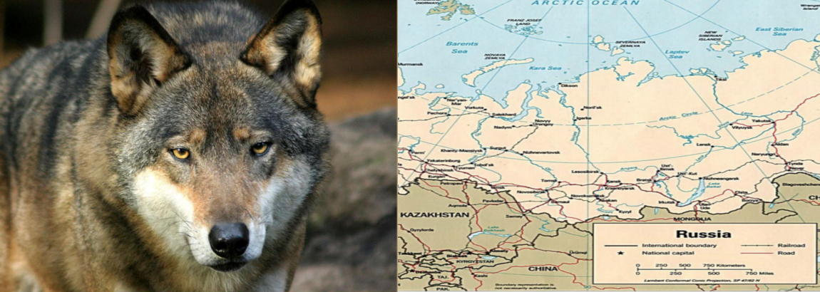 RUSSIA: emergenza lupo
