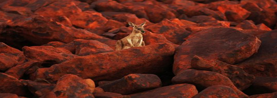 Australia: Caccia di selezione al canguro