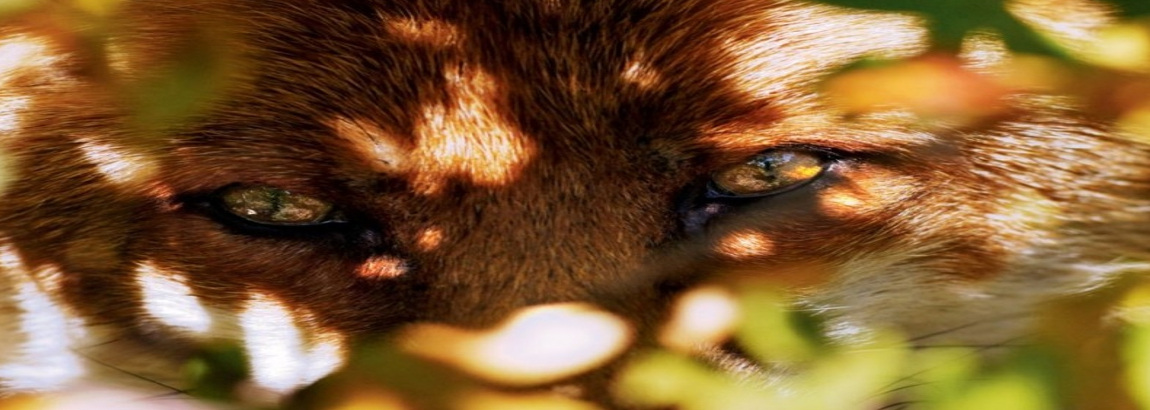 Siena: stop definitivo alla caccia alla volpe in tana